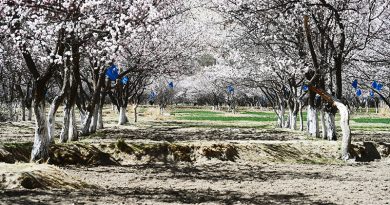 帕米尔三月桃花